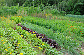 Rows of vegetables in well-tended cottage garden