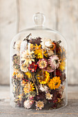 Dried, multicoloured everlasting flowers under glass cover