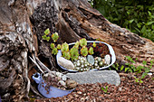 Succulents planted in baking tray and saucepan at base of tree stump