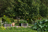 Raised beds in summery garden