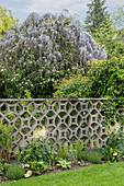Blick über dekorativem Zaun aus Beton auf Wisteria