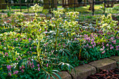 Bed with hellebore and corydalis