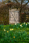Blooming daffodils in the lawn