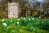 Flowering daffodils in the lawn