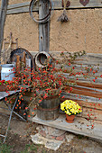 Rose hip branches in a wooden bucket