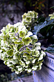 Withered hydrangea flower