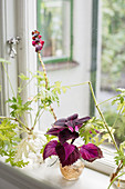 Coleus and scented geranium cuttings in vases on windowsill