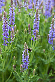 Bumblebee on flowers of woodland sage 'Blauhügel'
