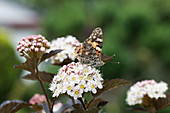painted lady Butterfly on flowering umbel of bladderwort 'Diabolo
