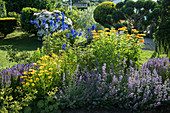 Blue-yellow bed with catmint, Tickseed, Heliopsis and delphinium