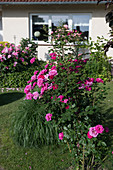 Bed with fragrant pink roses