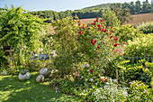 Garden with a blooming climbing rose