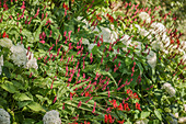 Bed with 'Annabelle' hydrangea, candle knotweed, and 'Lucifer' Montbretia.