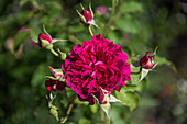 Flowering rose in garden