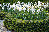Knot garden with peacock-eye daffodils and a Japanese knotweed as a border