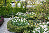 Spring knot garden with pheasant's eye daffodils