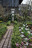 Early spring in the cottage garden with daffodils