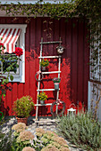 Plants in buckets attached to ladder leading against Falu-red wooden façade