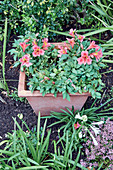 Pink-flowering potted plant in flowerbed