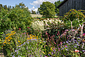 Country garden with coneflower and hydrangea
