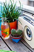 Radio, cactus, plants