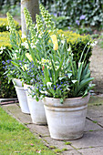 Spring containers: Persian lily 'Ivory bells' with tulips, spring snowflakes and forget-me-nots