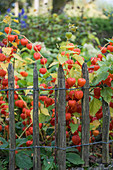 Bed of physalis next to paling fence