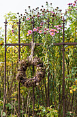 Wicker wreath on metal fence edging herbaceous border with Michaelmas daisies