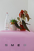 Houseplants and swing-top bottle on top of pink fridge