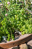 Herb garden planted in old cartwheel