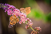 Painted lady and silver-washed fritillary butterflies on buddleia