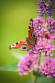 Peacock butterfly on buddleia flowers