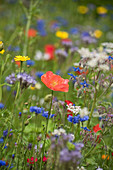 Flower meadow with poppies, borage, cornflowers, and wildflowers