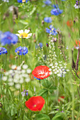 Poppies, cornflowers, tansy, wild caraway and blue tansy in wildflower meadow