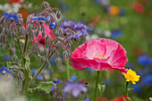 Flowers bed of borage, corn poppy, and wildflowers