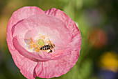 Pink poppy flower with a bee