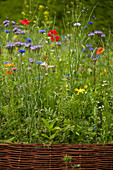 Blue tansy, cornflowers and poppies in wildflower bed
