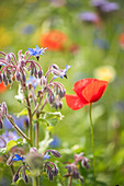 Borage and poppies in wildflower meadow