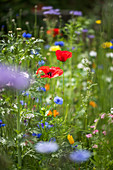 Poppies, tansy and cornflowers in wildflower meadow
