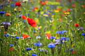 Cornflowers, poppies and blue tansy in wildflower meadow