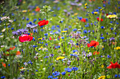 Cornflowers, poppies, borage and blue tansy in wildflower meadow