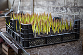 Tulips being grown in crates for cut flowers