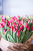 Tulips for selling as cut flowers