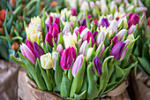 Tulips for selling as cut flowers