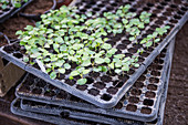 Seedlings of summer plants in cell seed tray