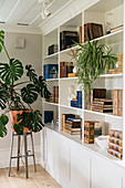Swiss cheese plant next to white shelves holding old books and spider plant