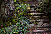 Stone steps in garden