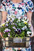 Woman holding wire basket of violas and pansies