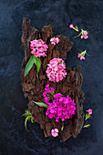Bartnelken-Blüten (Dianthus barbatus) auf Rinde auf dunklem Untergrund