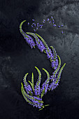 Speedwell flowers arranged on dark surface